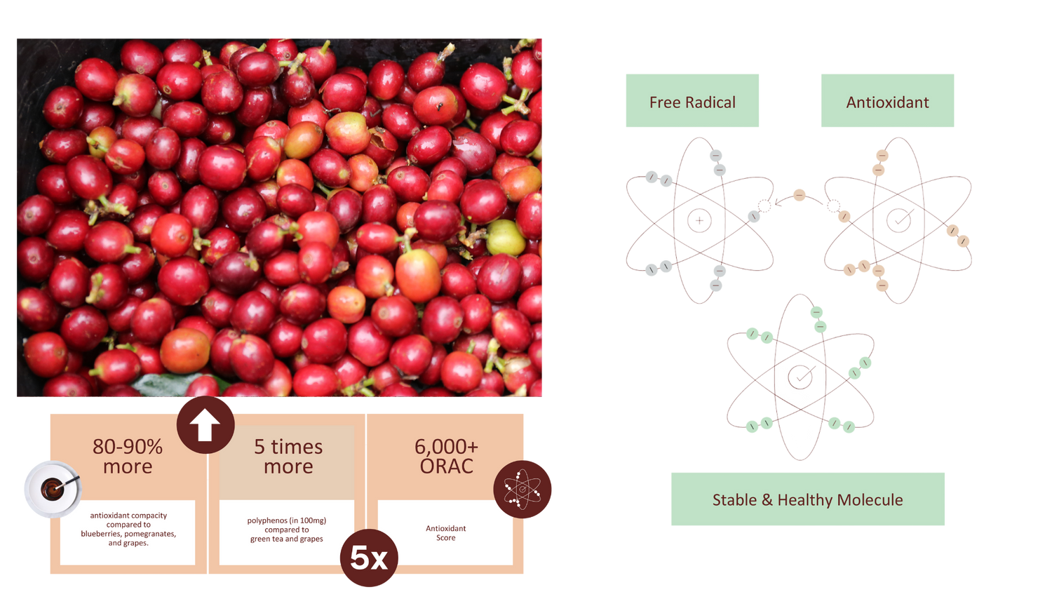 coffee fruit presentation (2).png__PID:743d2d46-8e27-44d0-8d98-7f12ac23ad7c